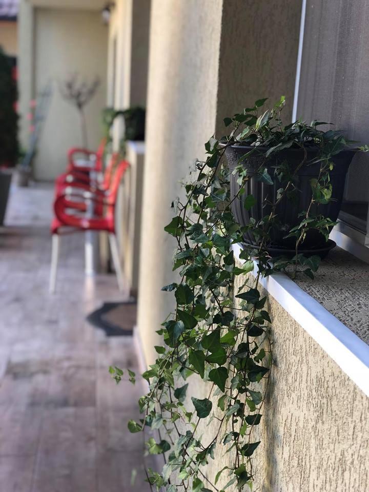 Vila Nicole Hotel Haţeg Buitenkant foto